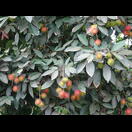 Früchte an einem Rambutan-Baum